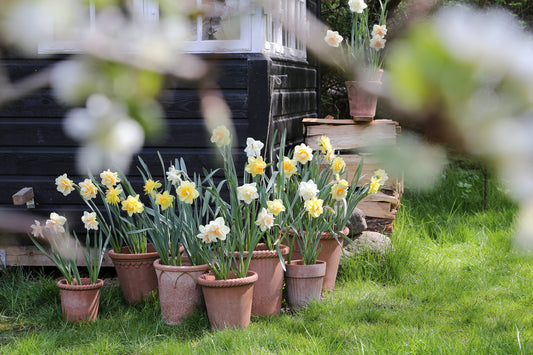 Spring flower stories... the joy of daffodils
