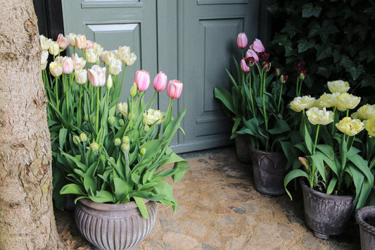 Spring flowers - top tips for perfect pots and container gardening