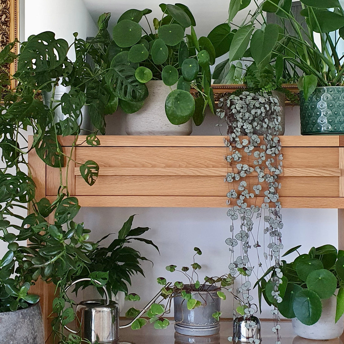 Plants boost wellbeing!