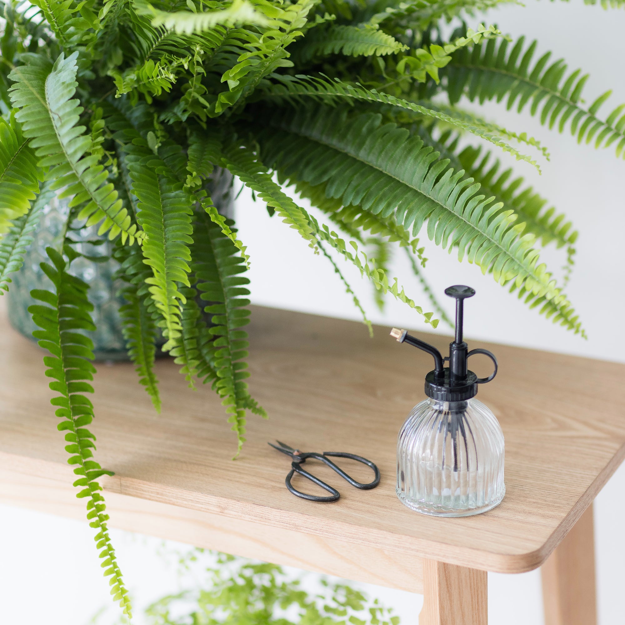 Plants & Plant Care For Edinburgh Delivery Snapdragon Edinburgh