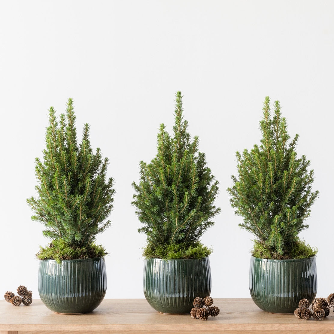 Mini Christmas Tree in Ceramic Pot