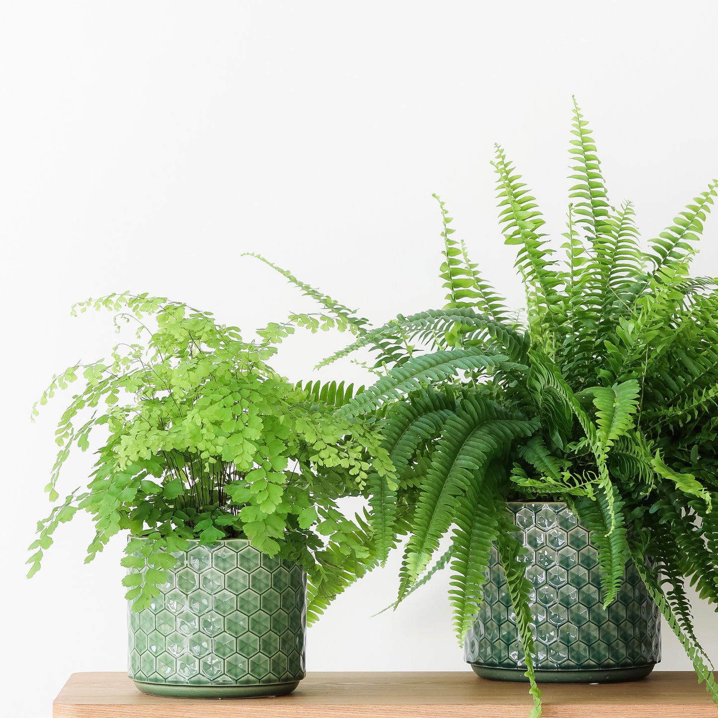 Houseplant Duo in ceramic pots