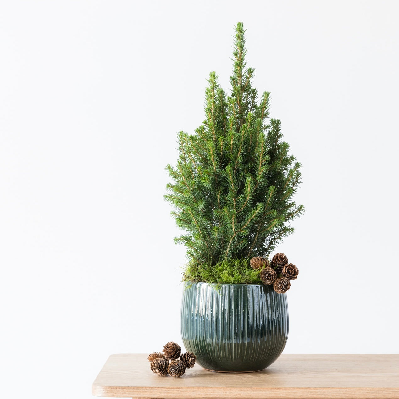 Mini Christmas Tree in Ceramic Pot