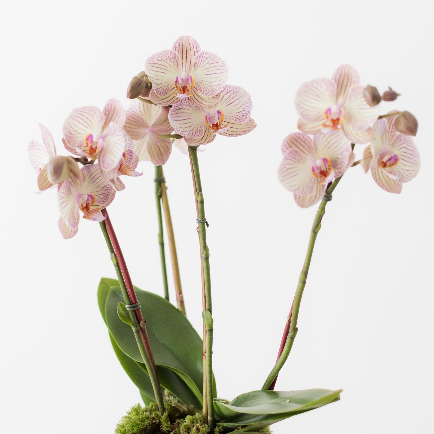 Phalaenopsis orchid in pot