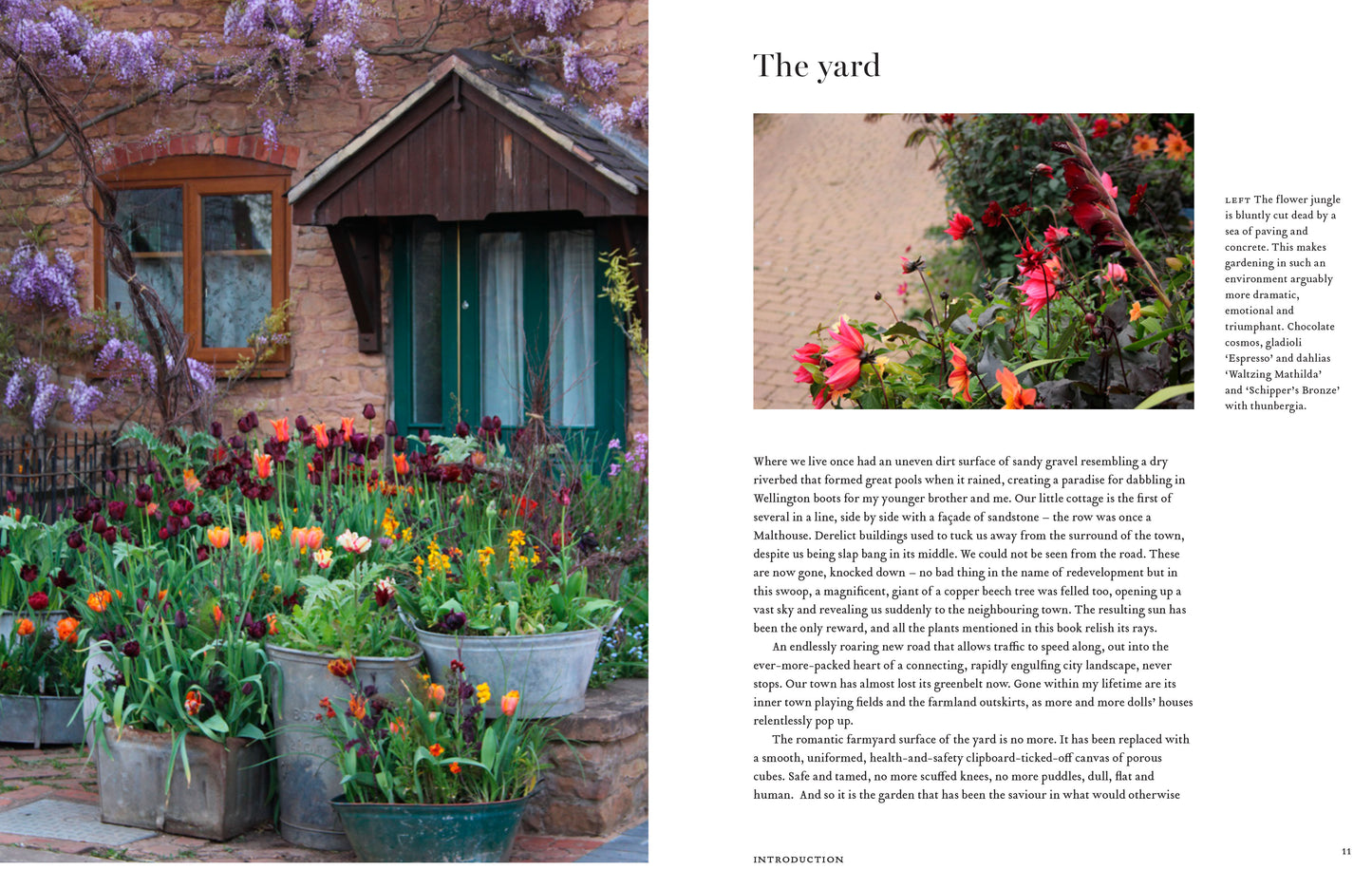 The Flower Yard - growing flamboyant flowers in containers