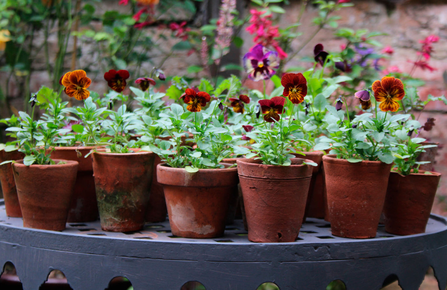 The Flower Yard - growing flamboyant flowers in containers