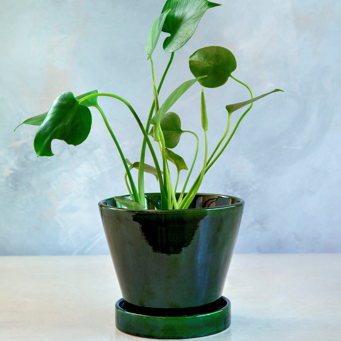 Julie Pot & Saucer Glazed Emerald