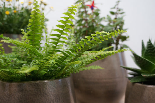 How to have happy houseplants in 2019! Our top 10 tips…