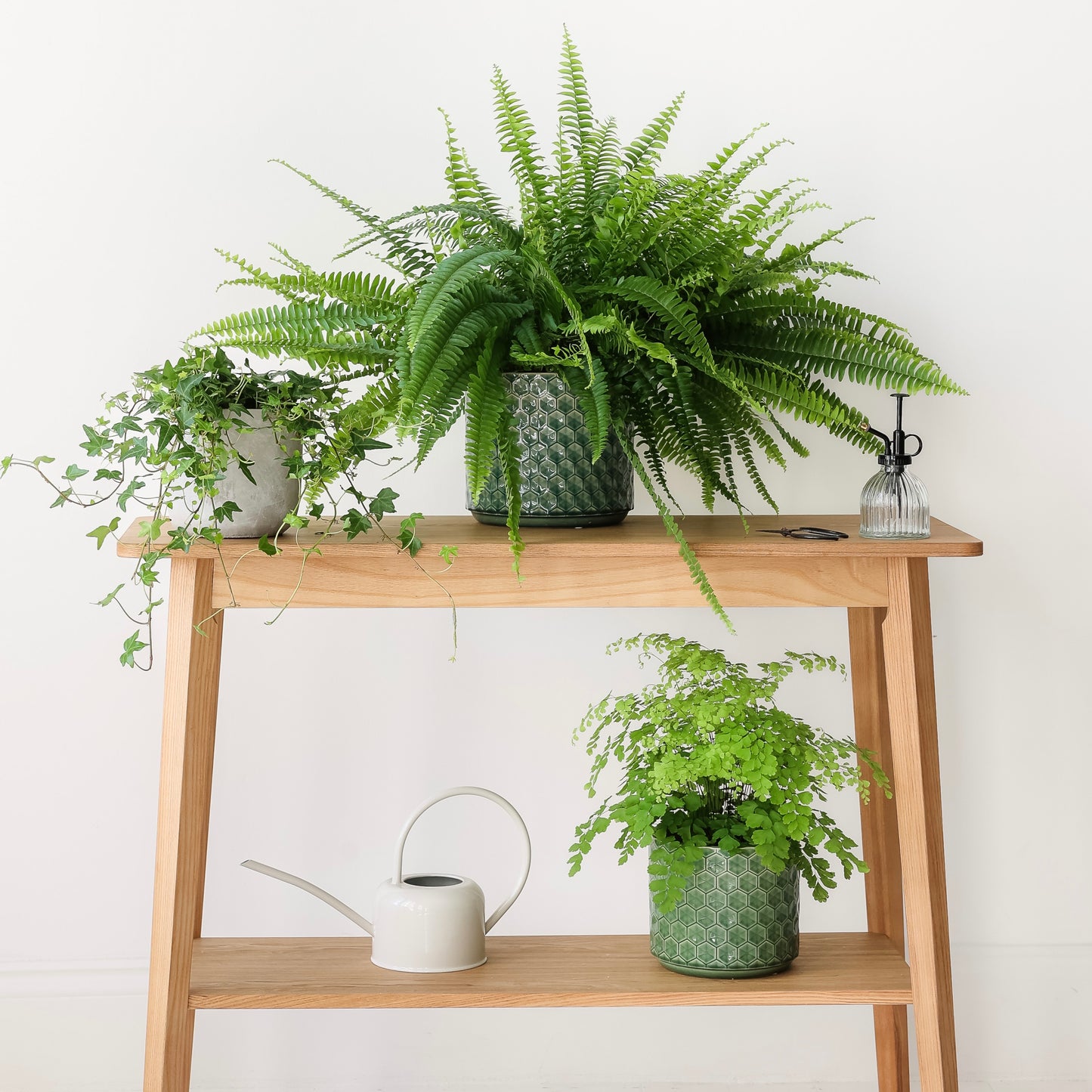 Houseplant Duo in ceramic pots