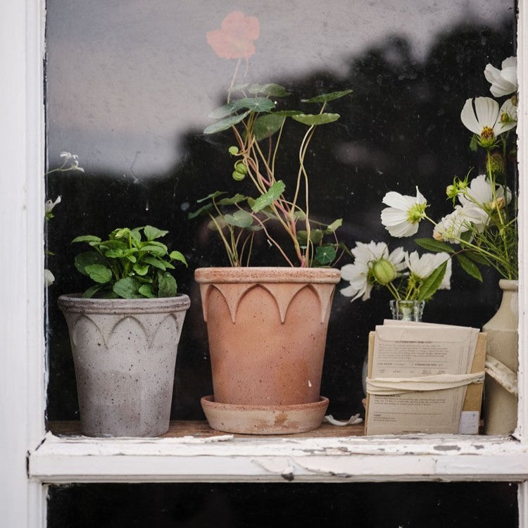 Elizabeth Pot - Rosa