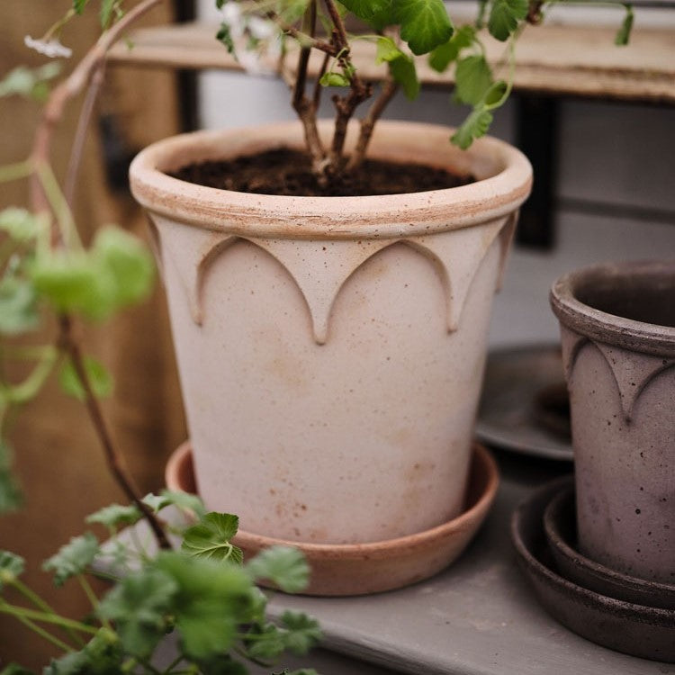 Elizabeth Pot - Rosa