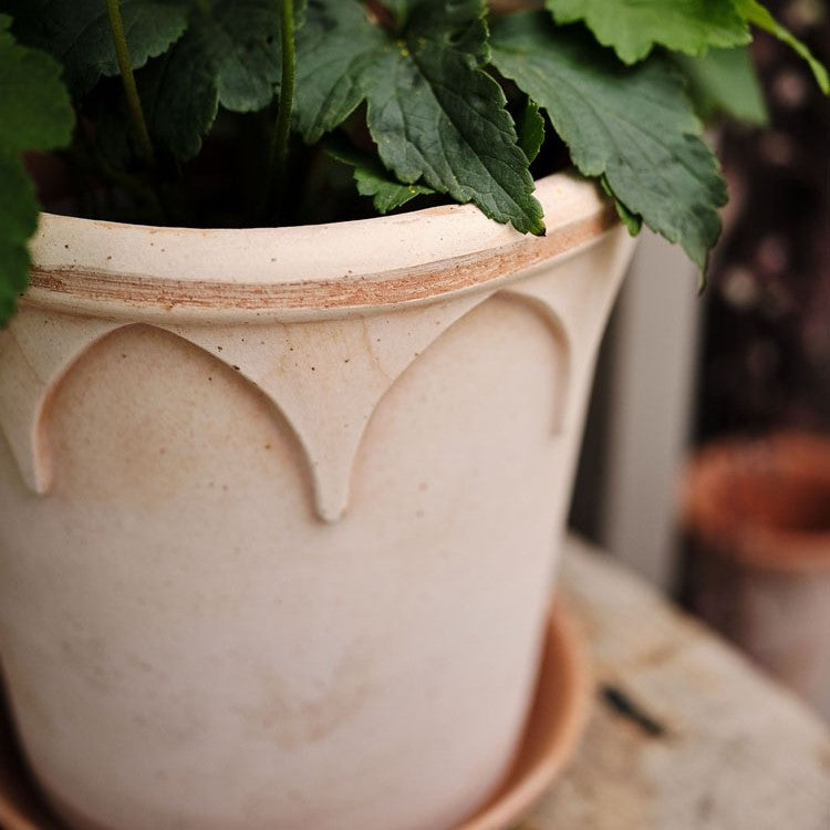 Elizabeth Pot - Rosa