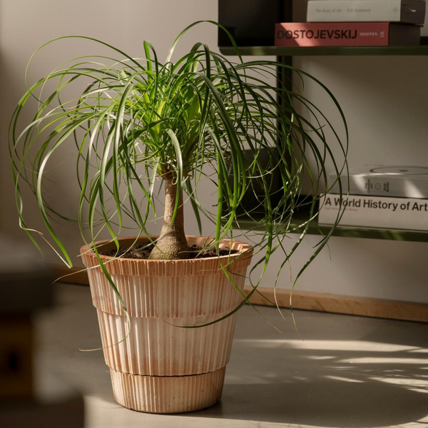 Atlas Rosa Pot & Saucer – Snapdragon Edinburgh