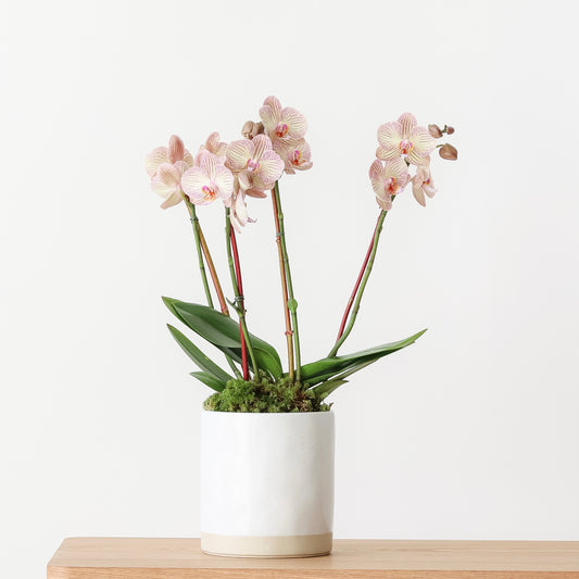 Phalaenopsis orchid in pot