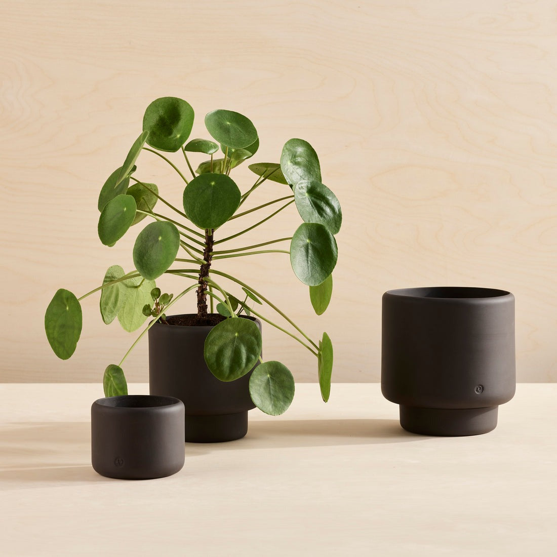 Aaron Probyn Botany Plant Pot graphite black
