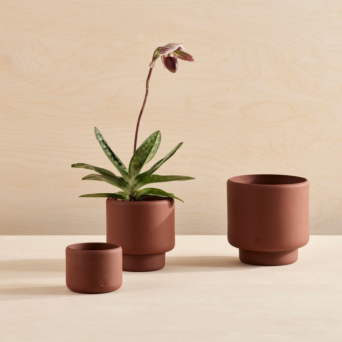 Aaron Probyn Botany Plant Pot dark terracotta