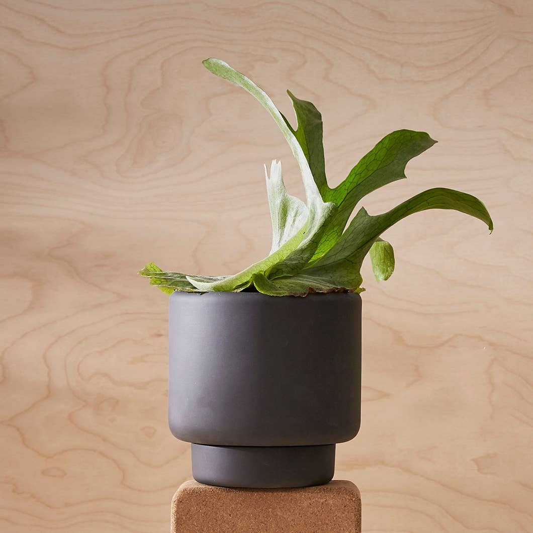 Aaron Probyn Botany Plant Pot graphite black