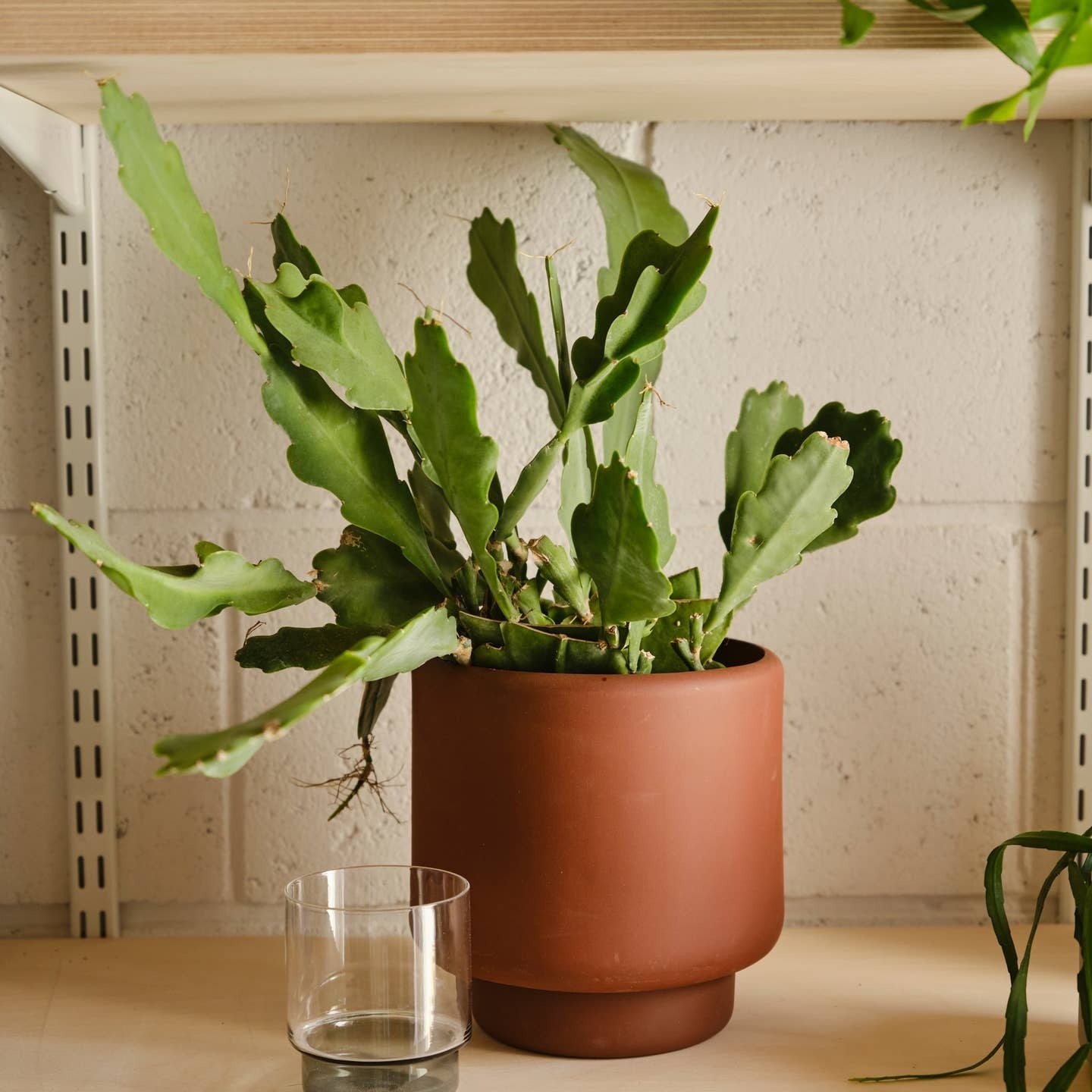 Aaron Probyn Botany Plant Pot dark terracotta