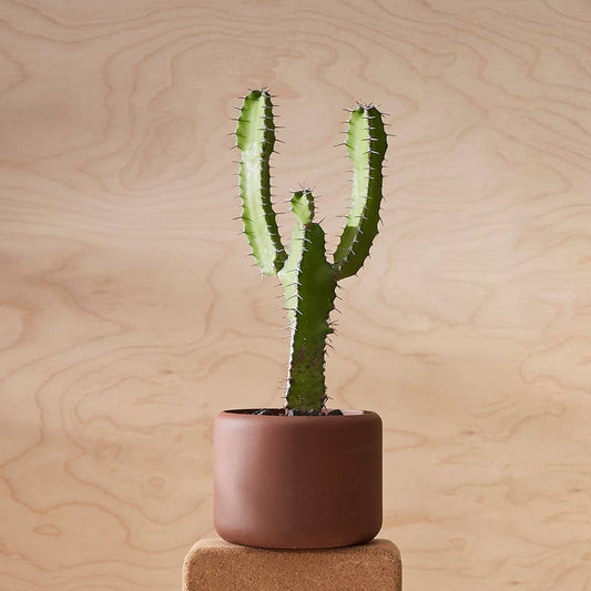 Aaron Probyn Botany Plant Pot dark terracotta