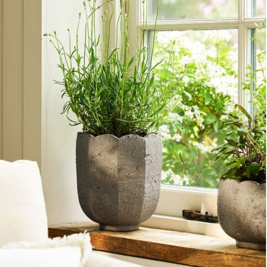 Lidstone Scallop Plant Pot