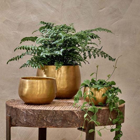 Atsu Brass Plant Pot